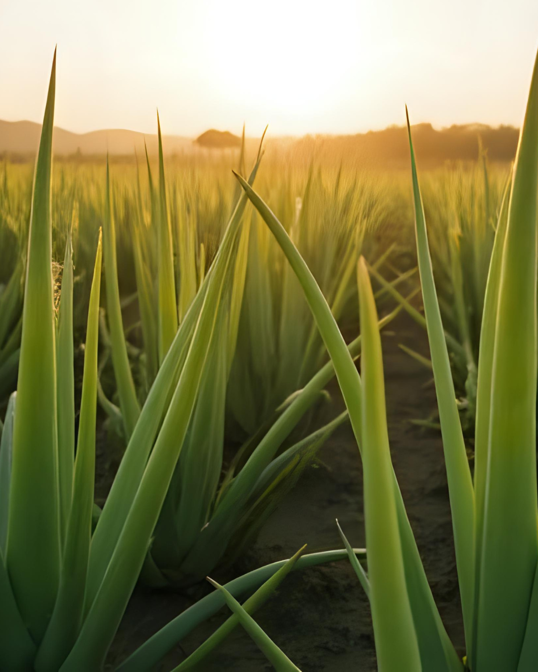 Aloe vera plantage Labnatur